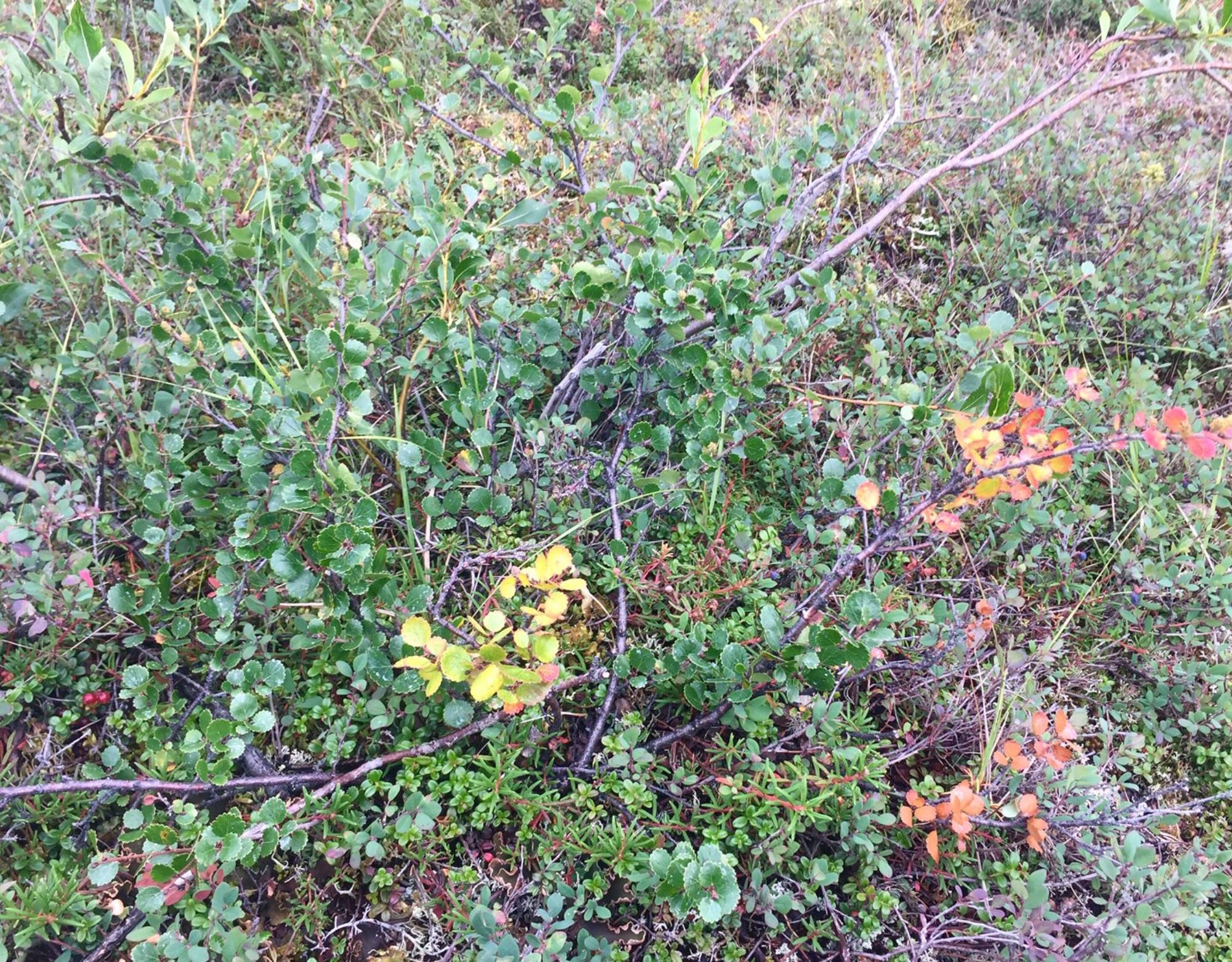 Betula nana begins to senesce at Toolik